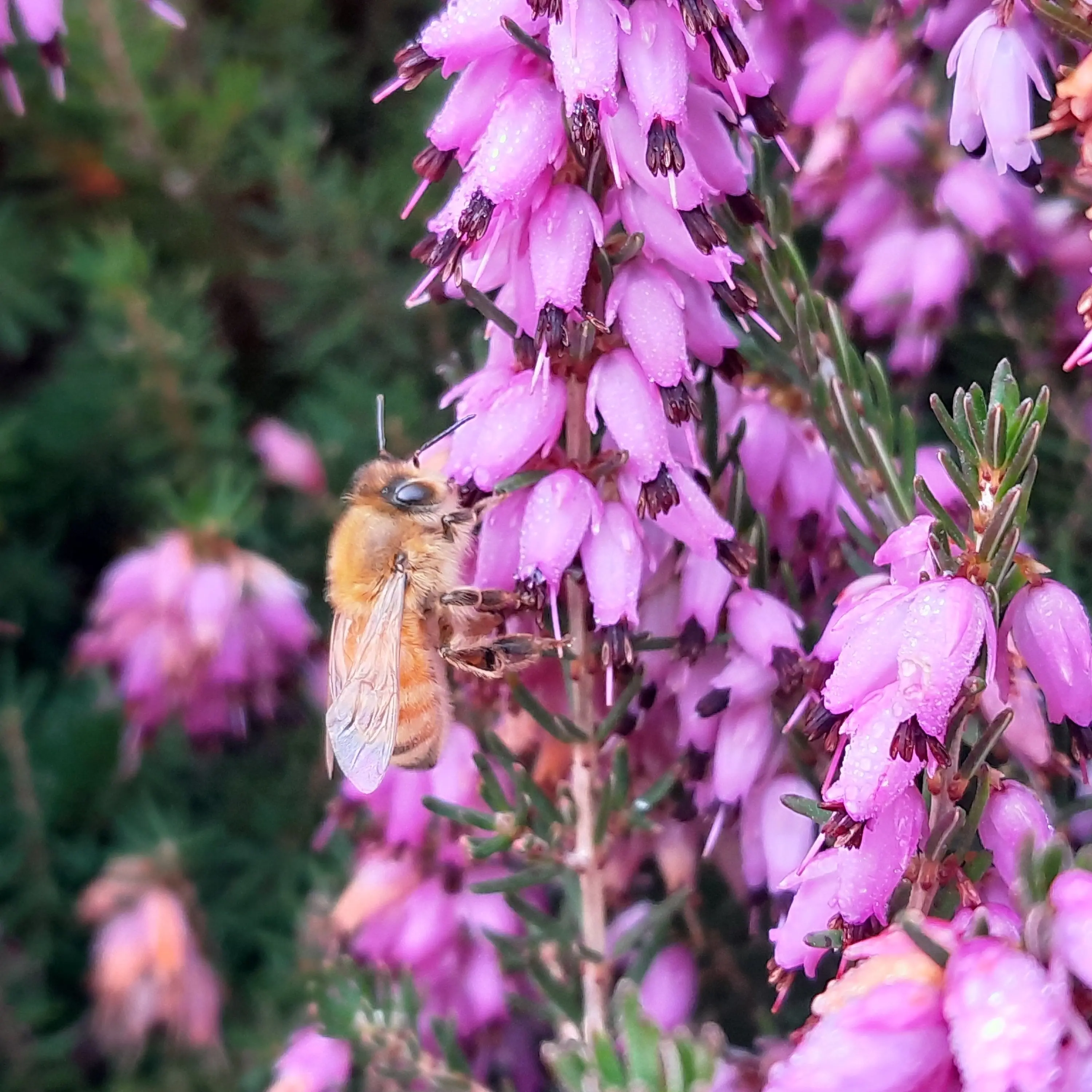Garden’s winter bloomers brighten gloom
