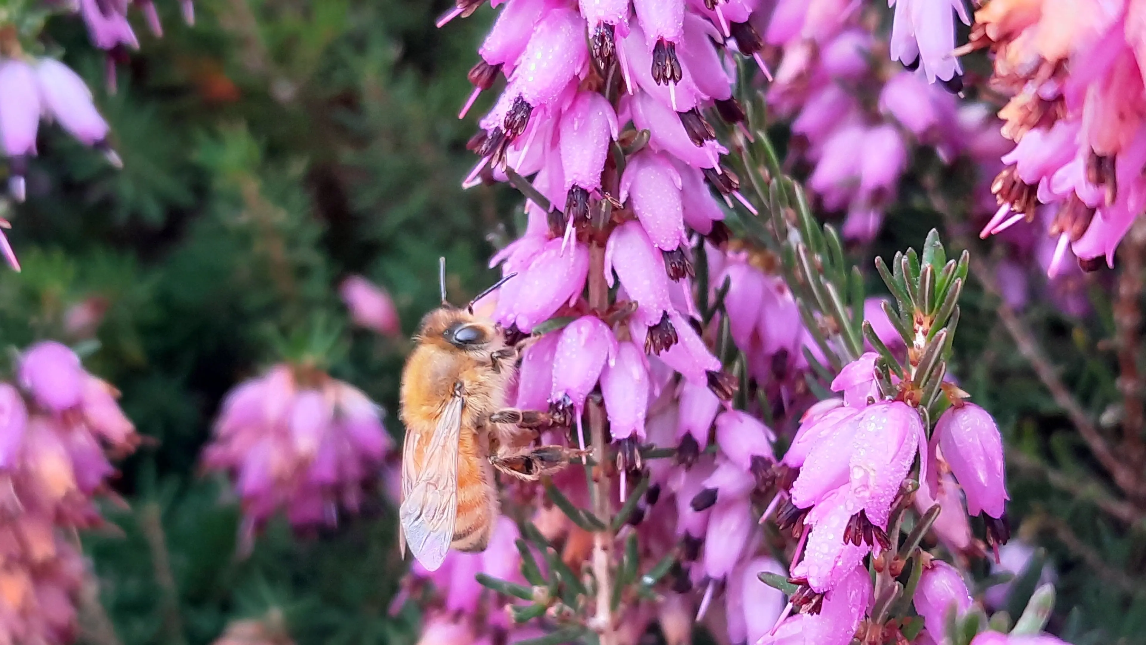 Garden’s winter bloomers brighten gloom