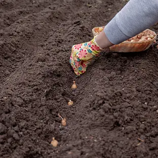 Your garden: Rotate those crops