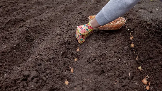 Your garden: Rotate those crops
