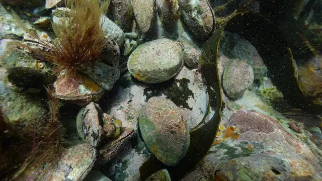'Foolish mistake': Man fined for haul of illegal pāua