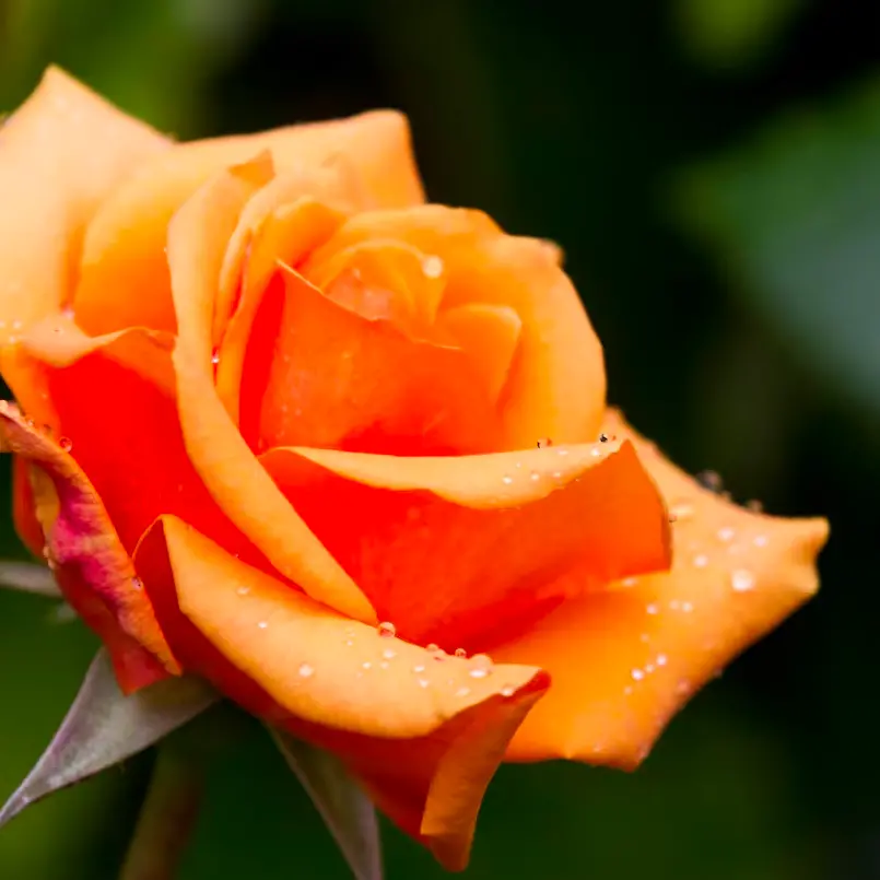 Tenant not liable for dead plants in Christchurch rental