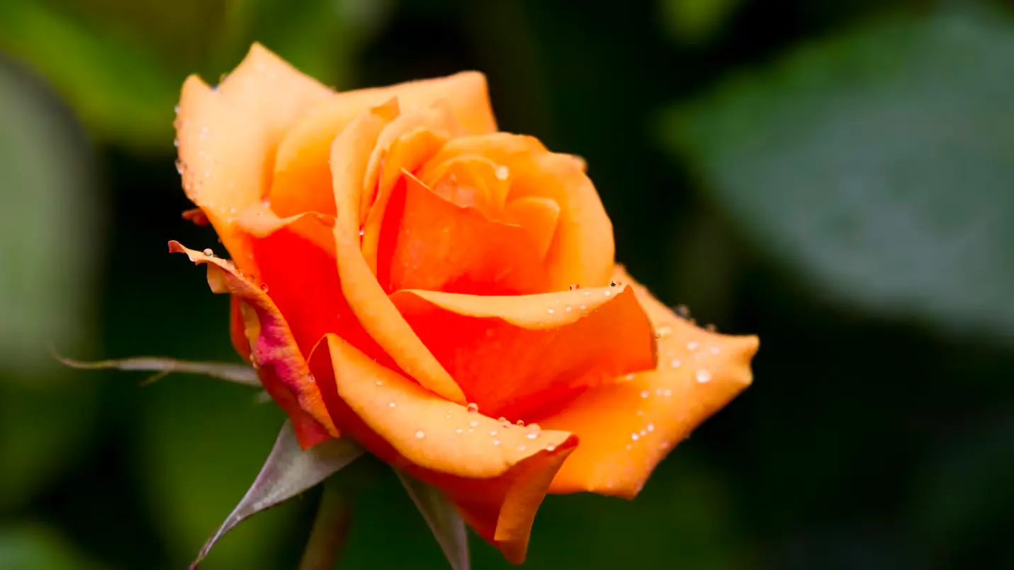 Tenant not liable for dead plants in Christchurch rental