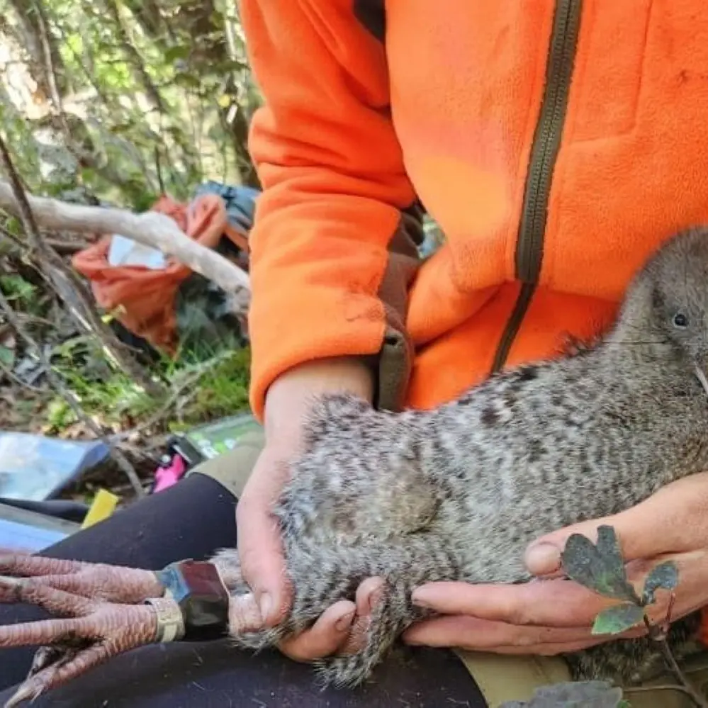 17 kiwi returned to Haast sanctuary