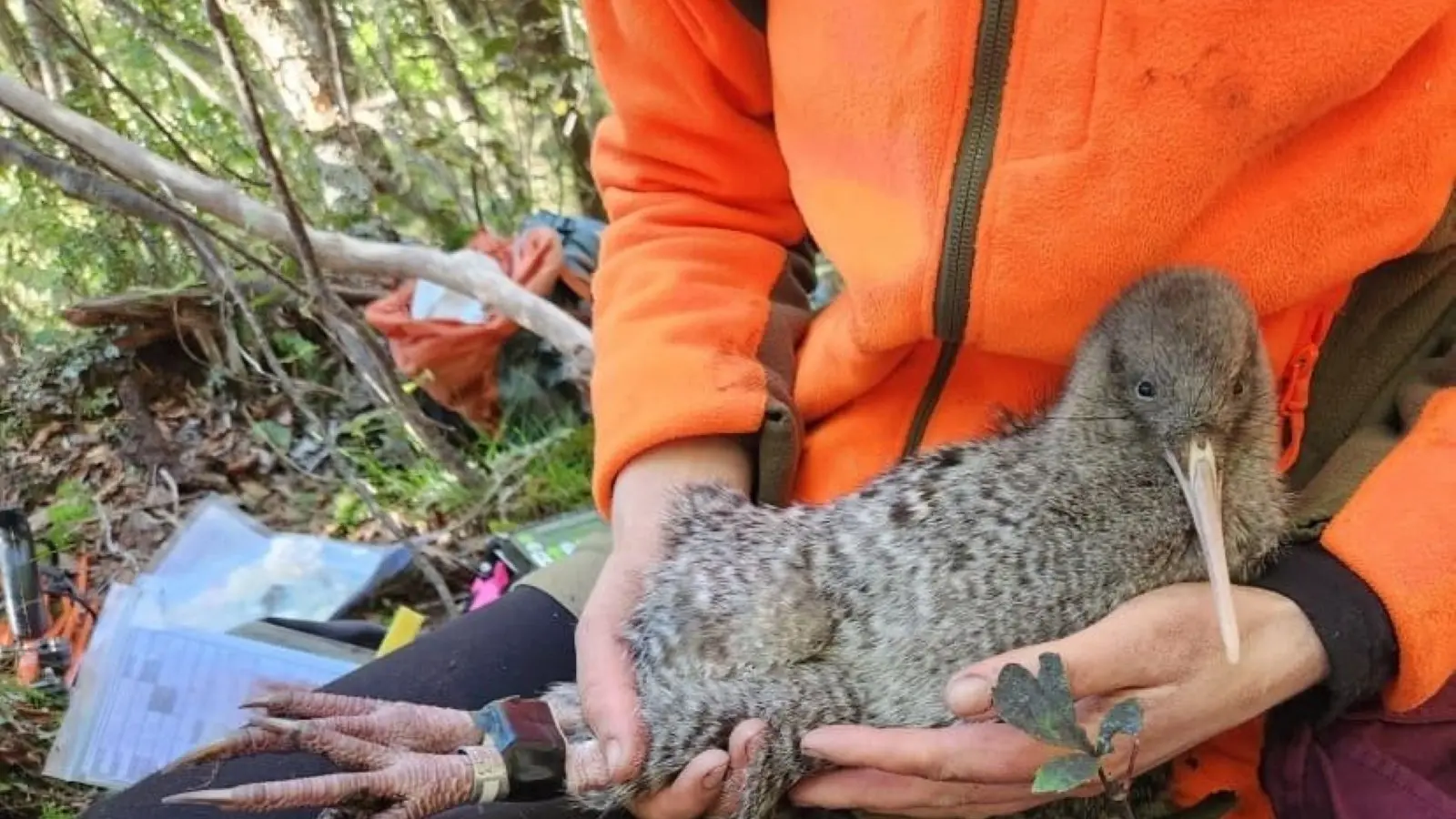17 kiwi returned to Haast sanctuary