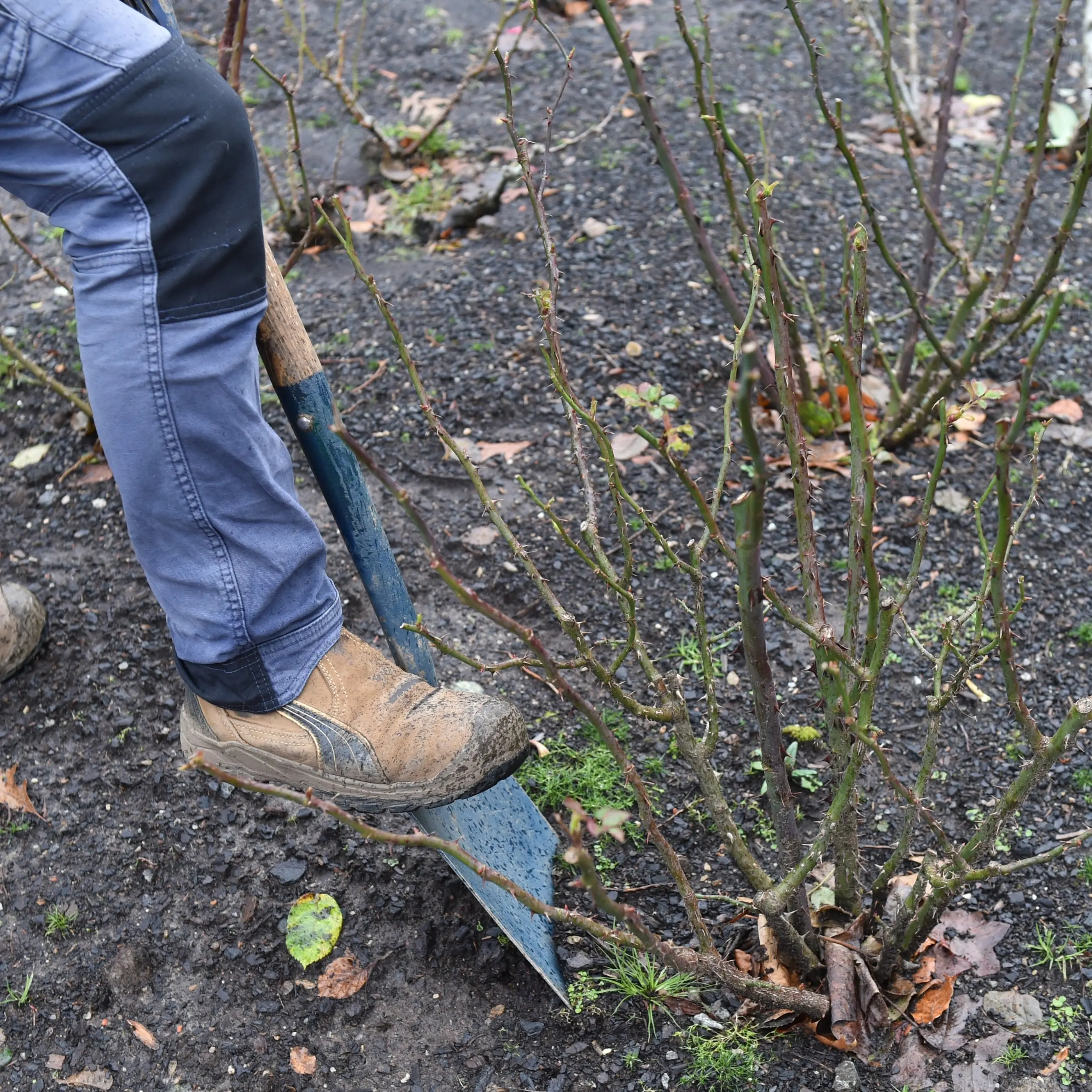 Ideal time for transplanting dormant roses