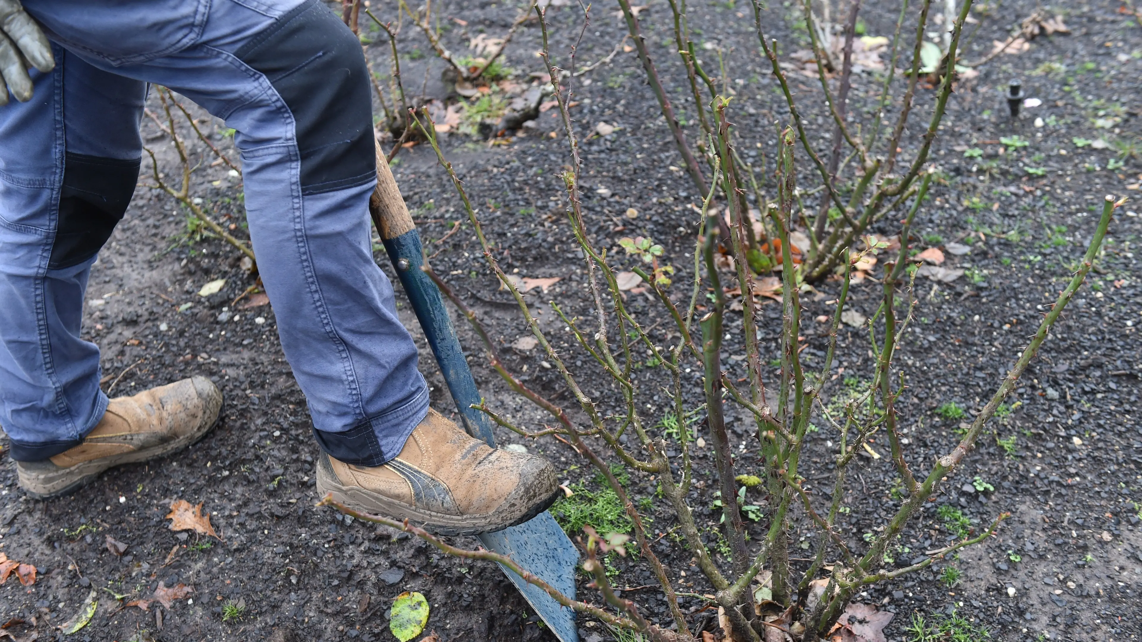 Ideal time for transplanting dormant roses