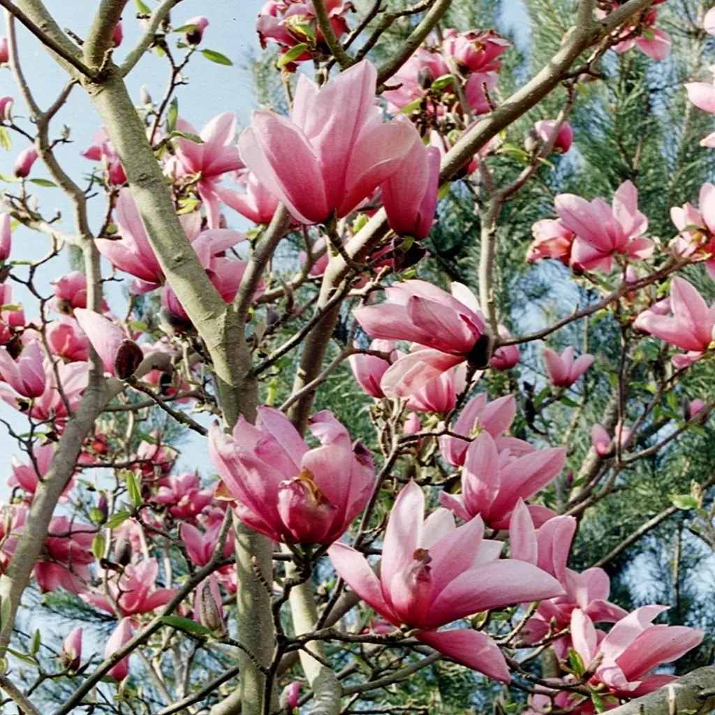 New four-season garden festival launched; gardens wanted