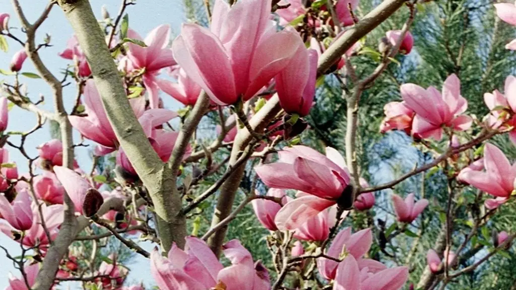 New four-season garden festival launched; gardens wanted