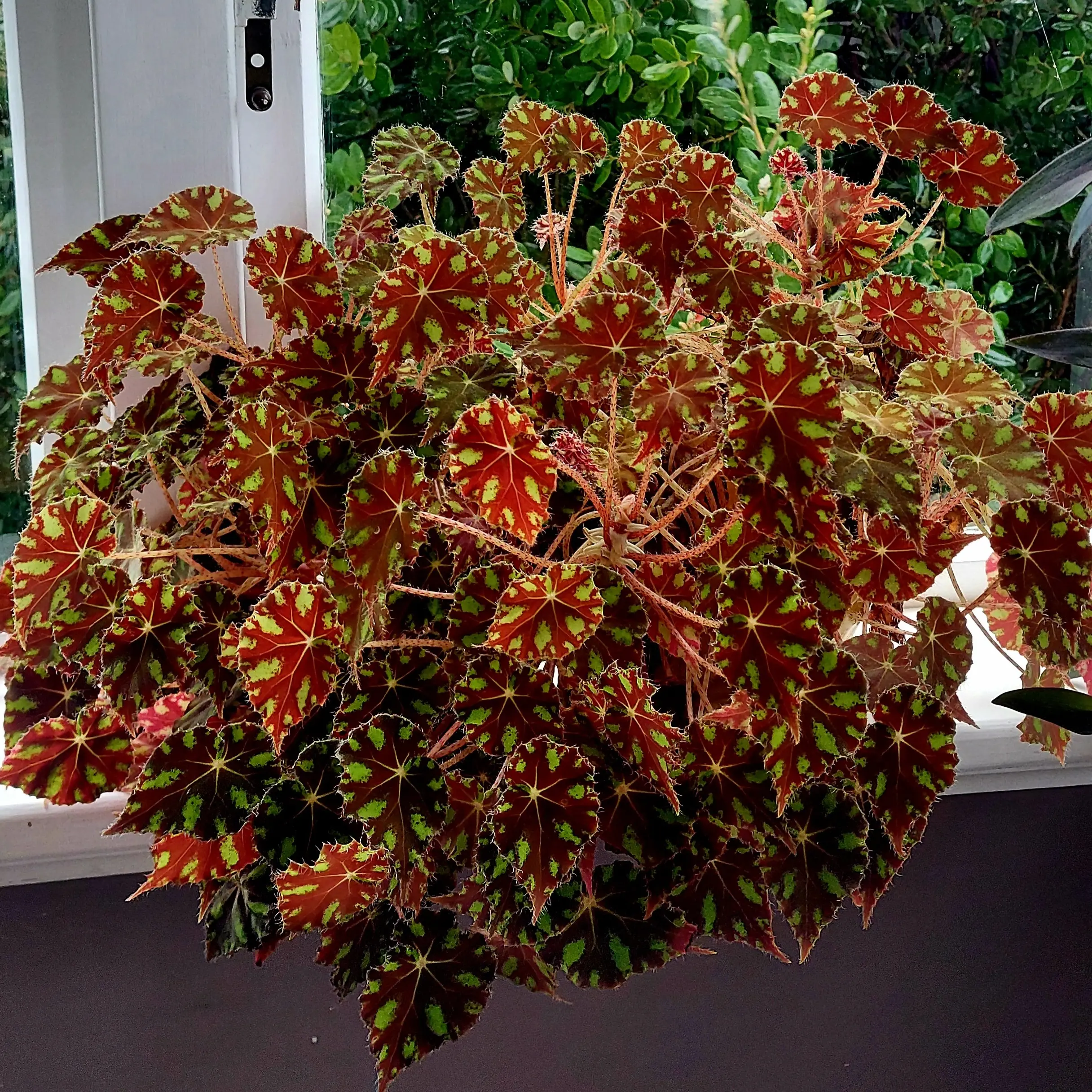 Begonia wild at heart