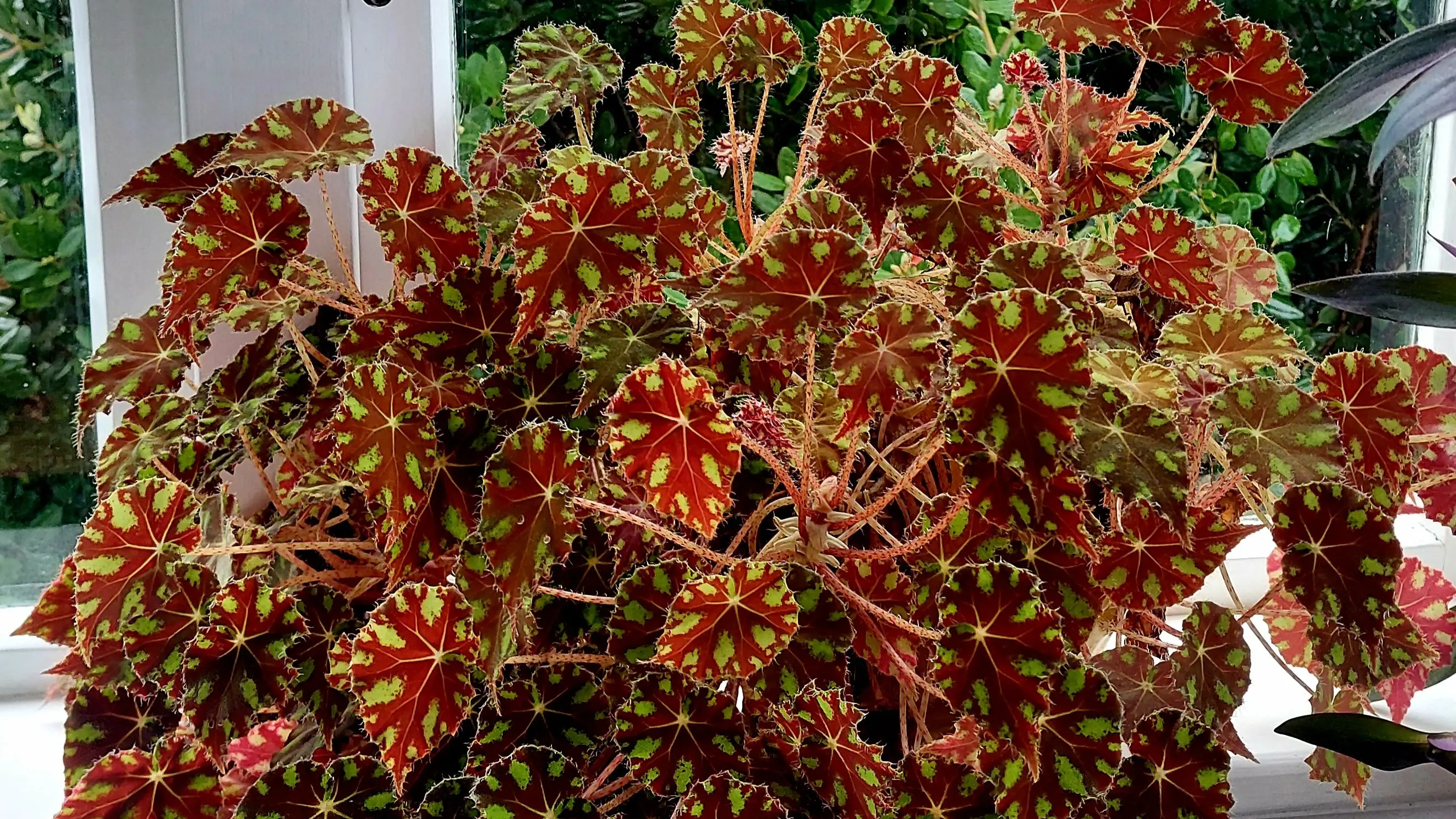 Begonia wild at heart