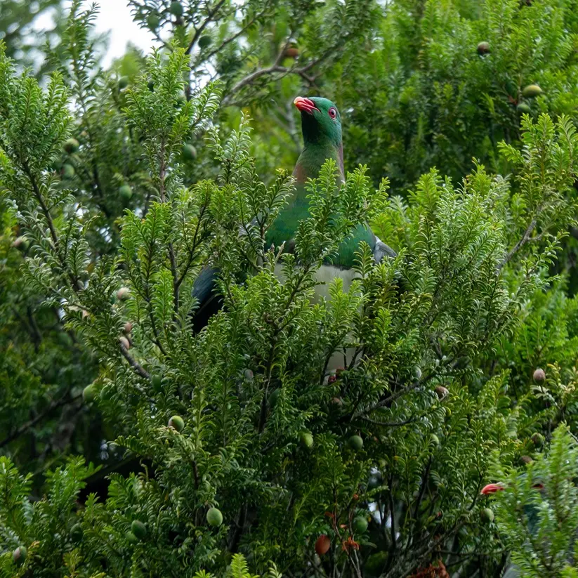 Kererū keeping old growth alive