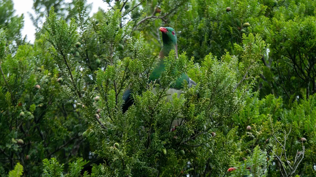 Kererū keeping old growth alive