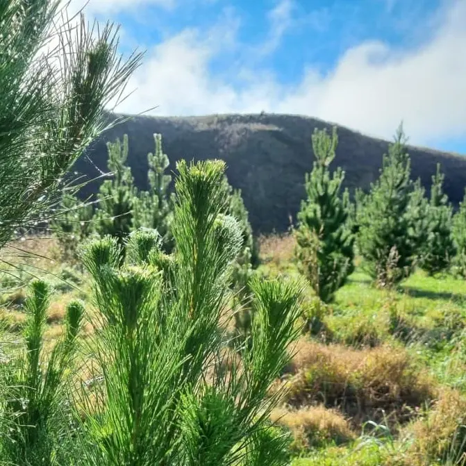 'Nothing to hide' in IKEA's NZ forestry operations