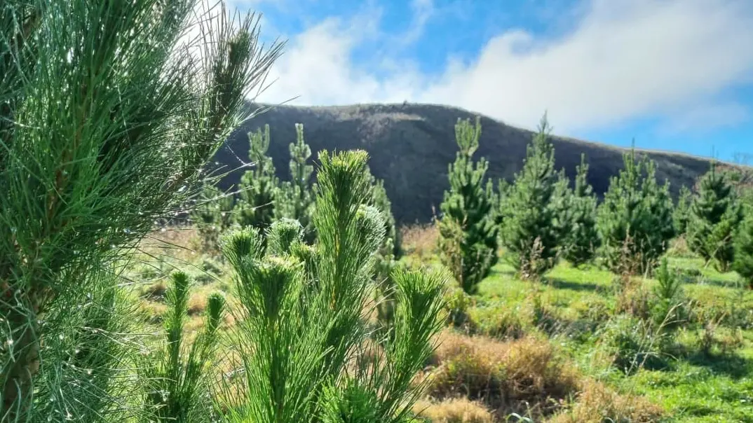 'Nothing to hide' in IKEA's NZ forestry operations