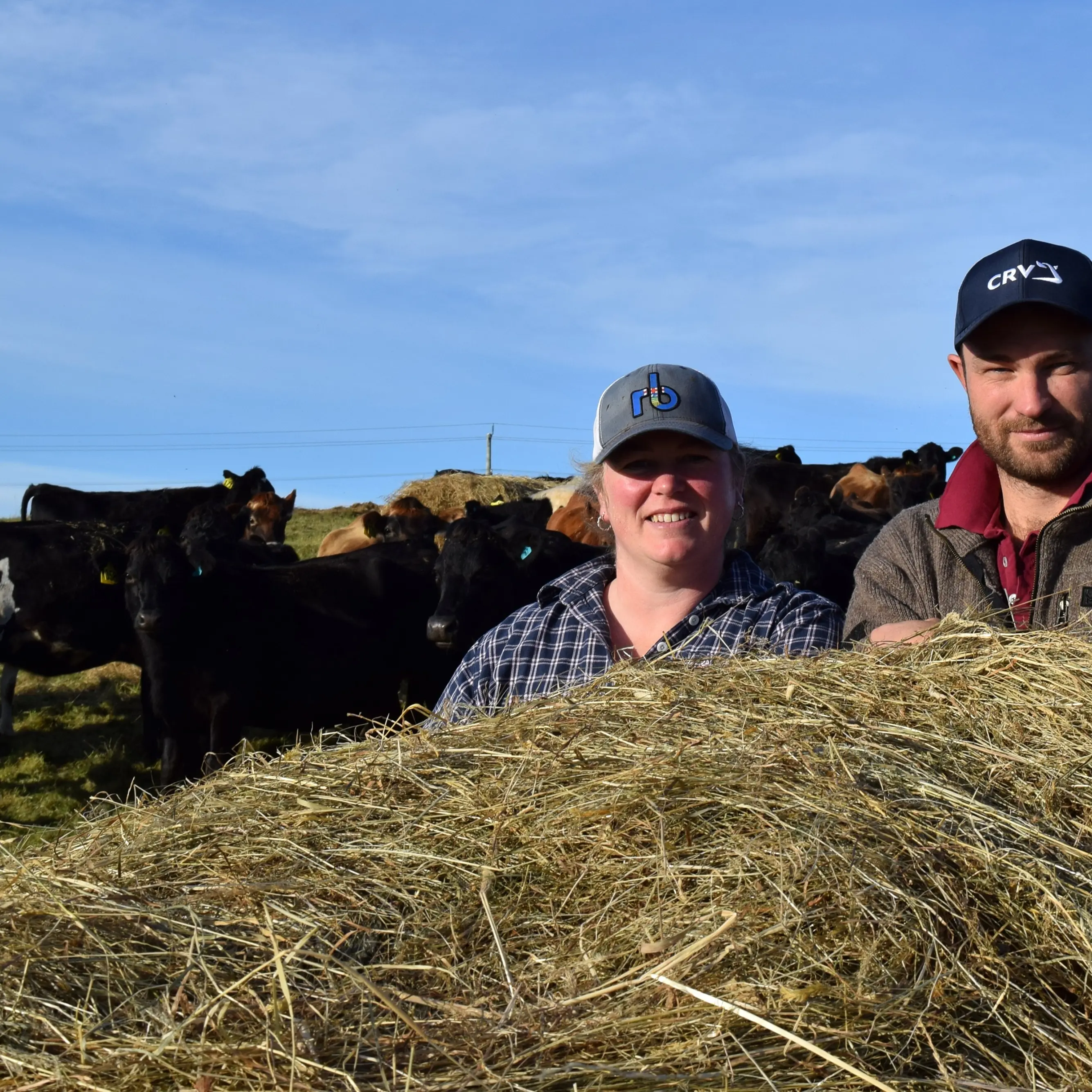 Bale-grazing wintering system hailed