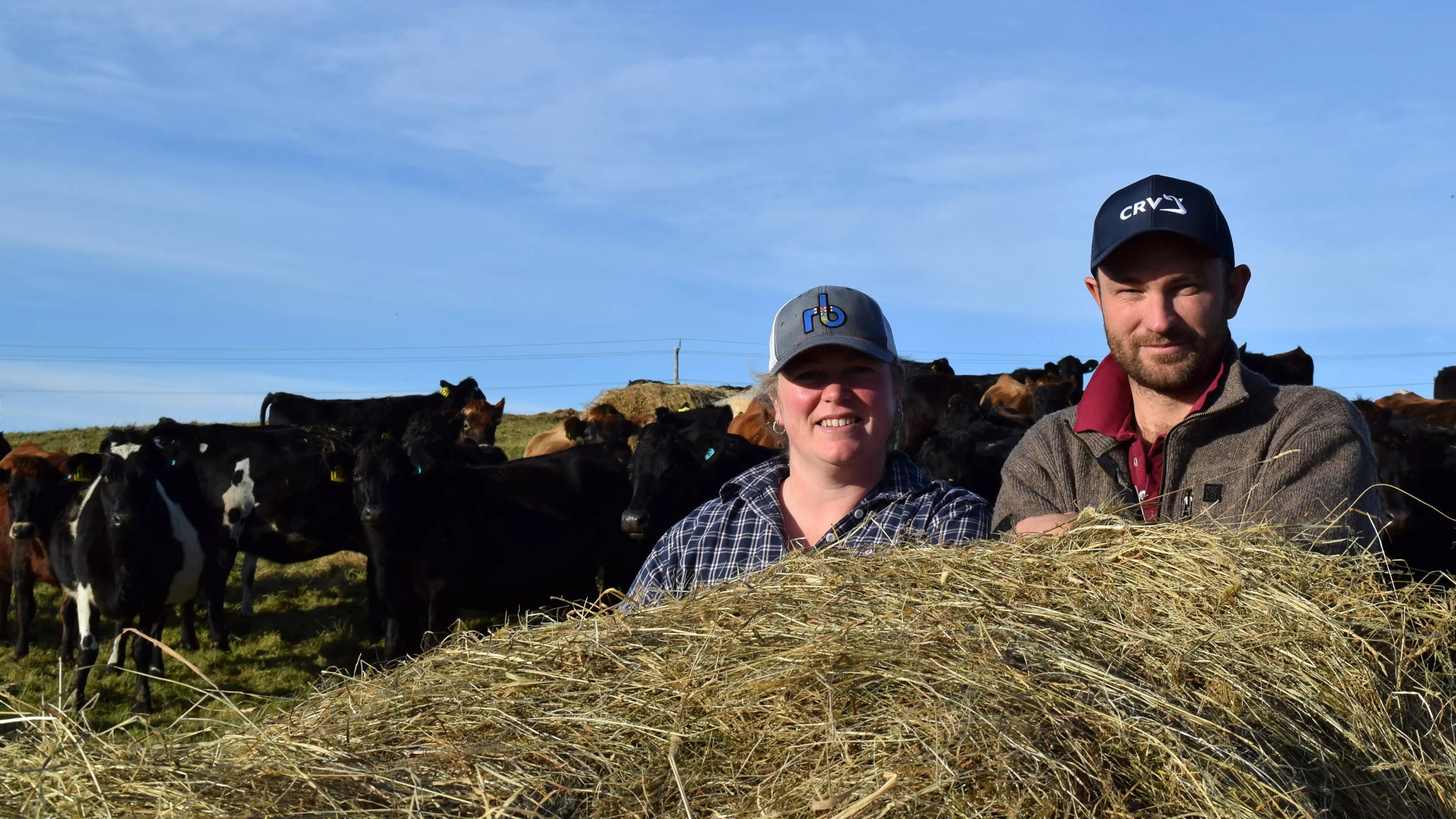 Bale-grazing wintering system hailed