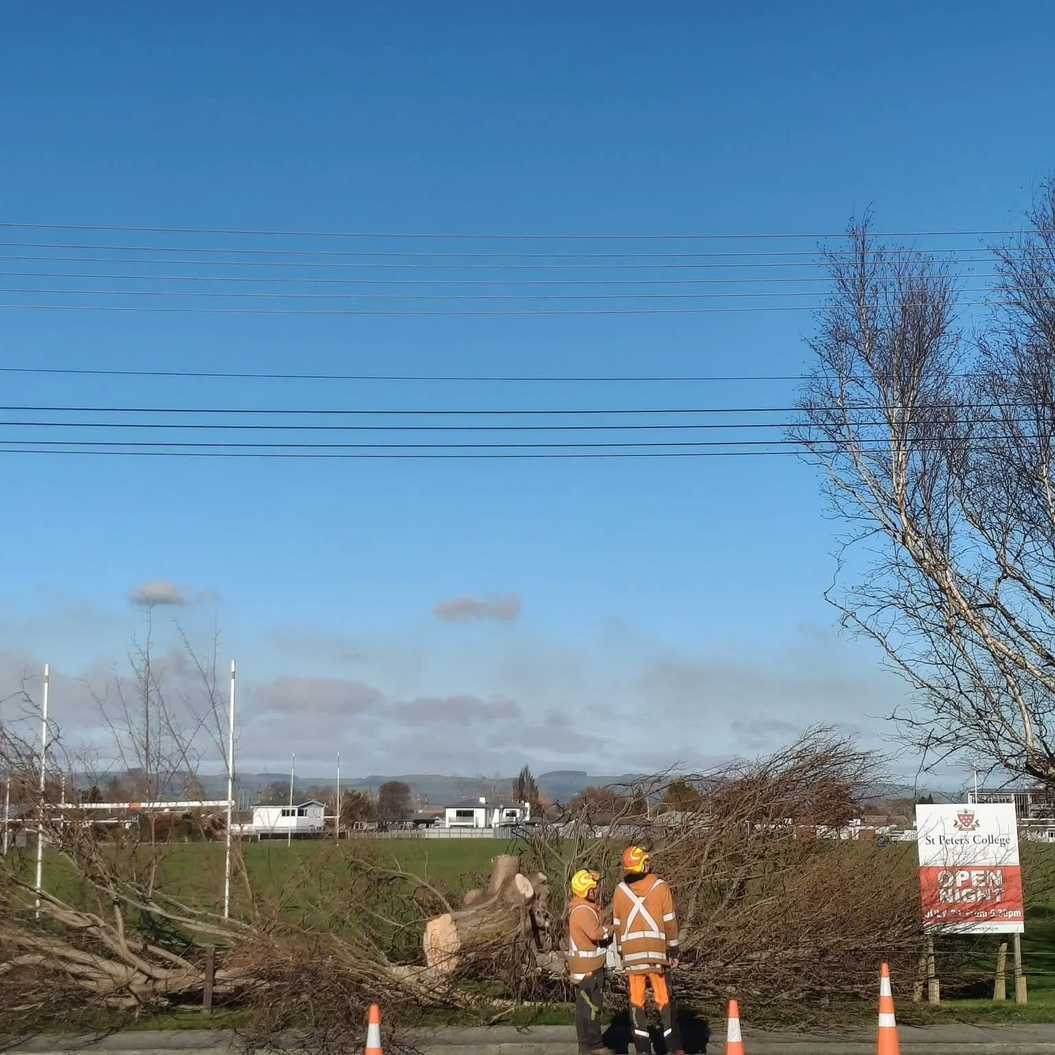 Natives to replace school’s elms