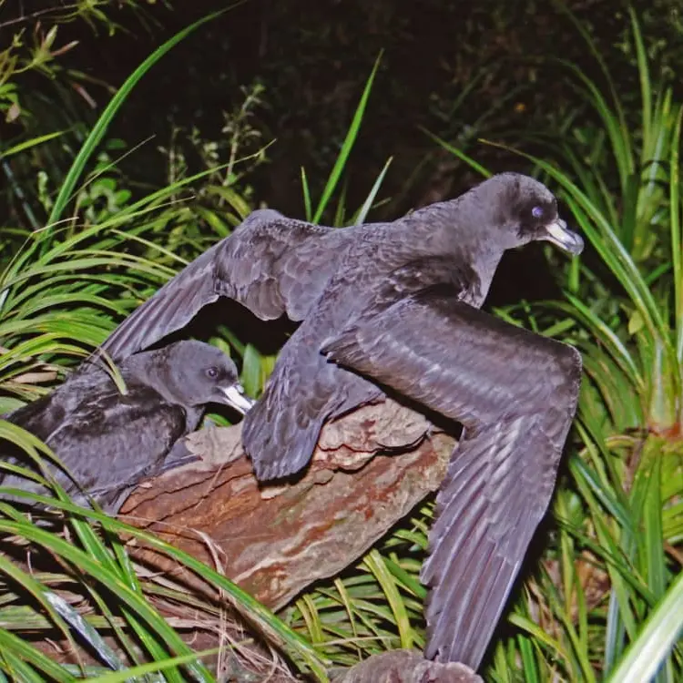 Bird flu concern for rare, vulnerable petrel