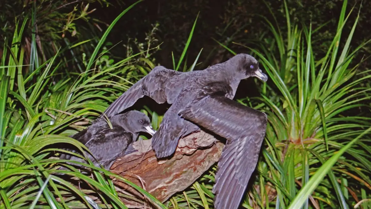 Bird flu concern for rare, vulnerable petrel