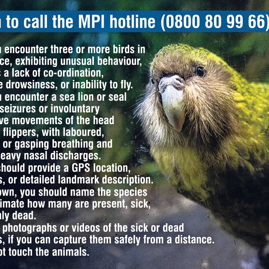 Flu fears for native species
