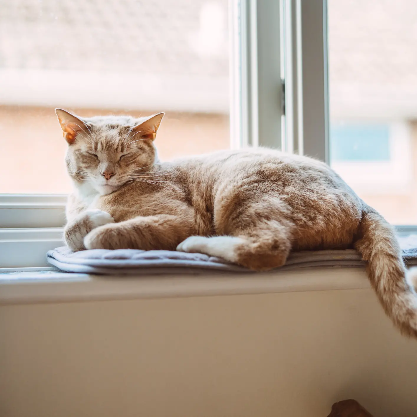 Police, tribunal involved in neighbourhood cat custody battle