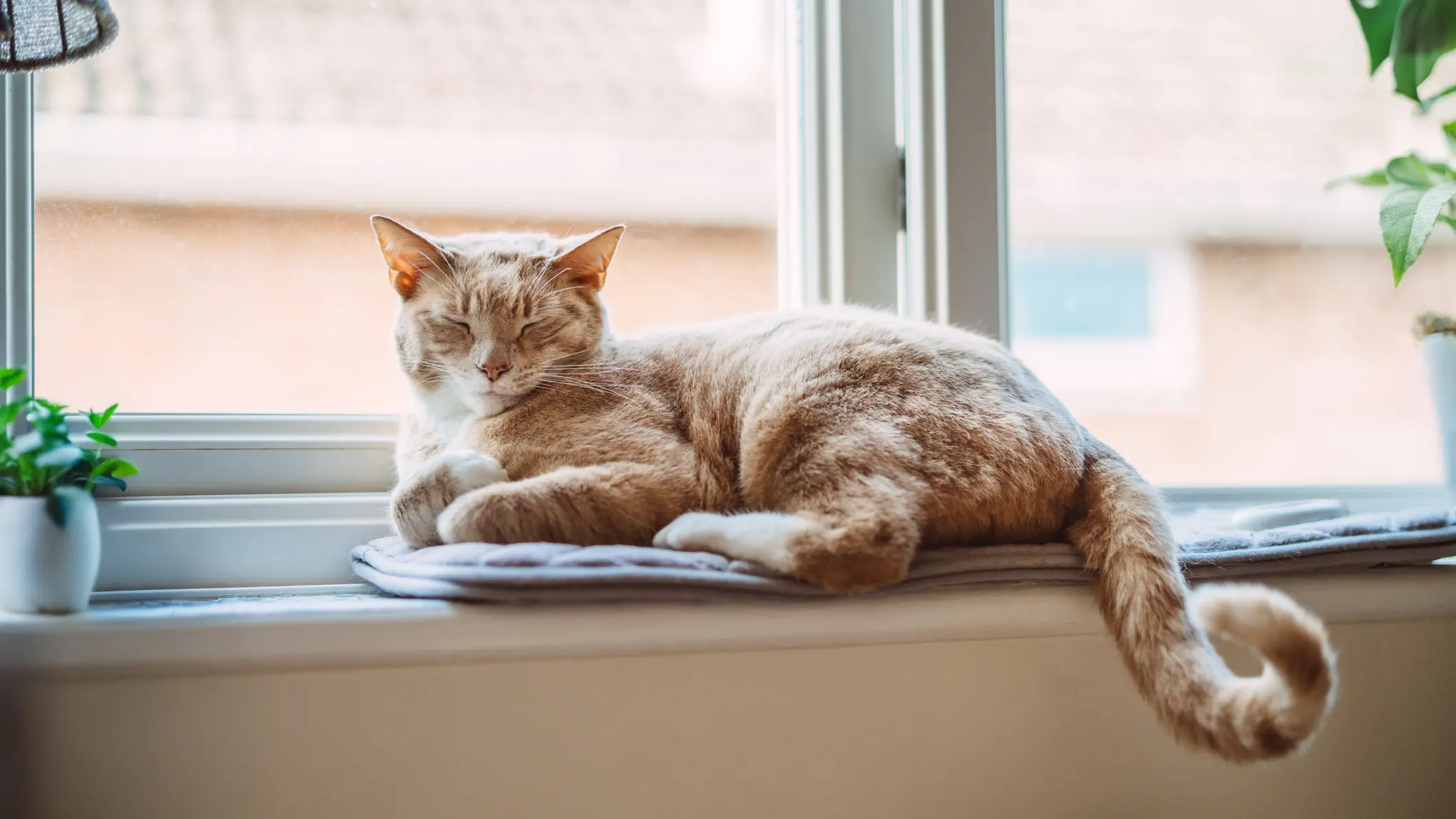 Police, tribunal involved in neighbourhood cat custody battle