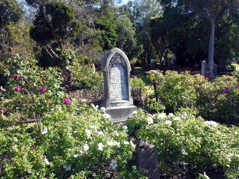 A view of the Northern Cemetery heritage roses in November 2015. Photo: Heritage Roses Otago