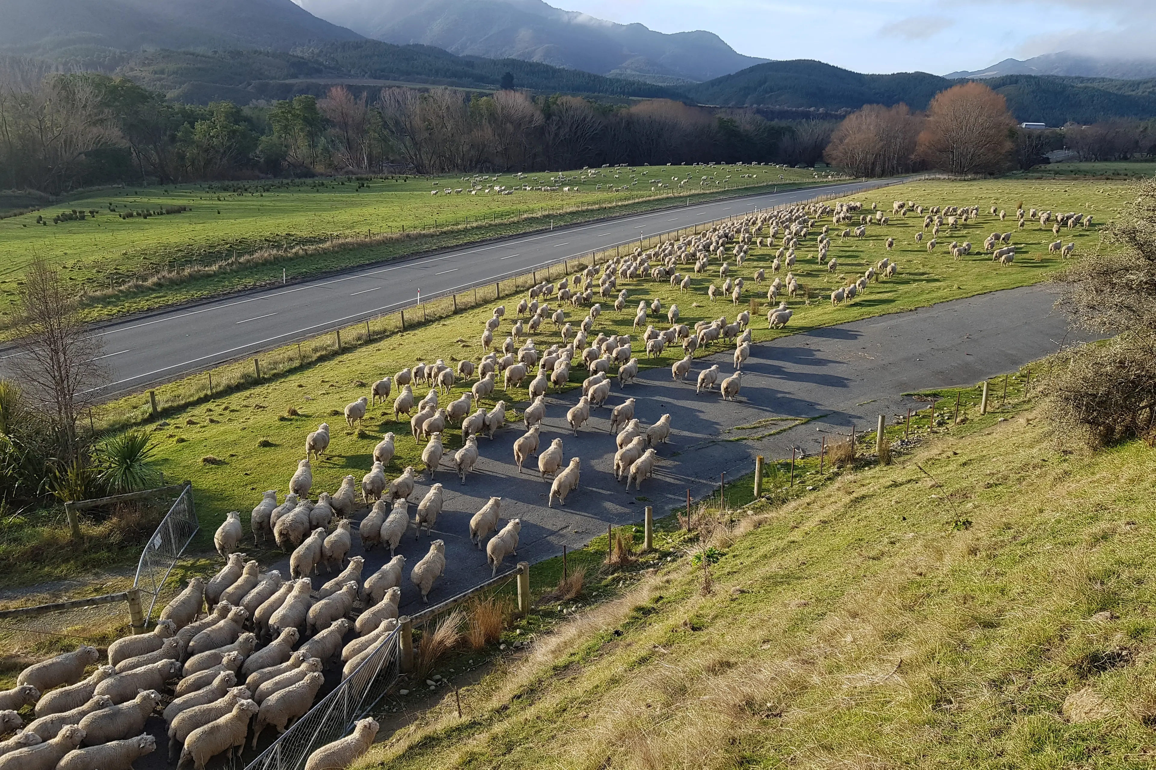 High sheepmeat, beef and dairy prices are encouraging farmers to pay off debt and toy with the idea of adding more land to their farms. Photo: Supplied
