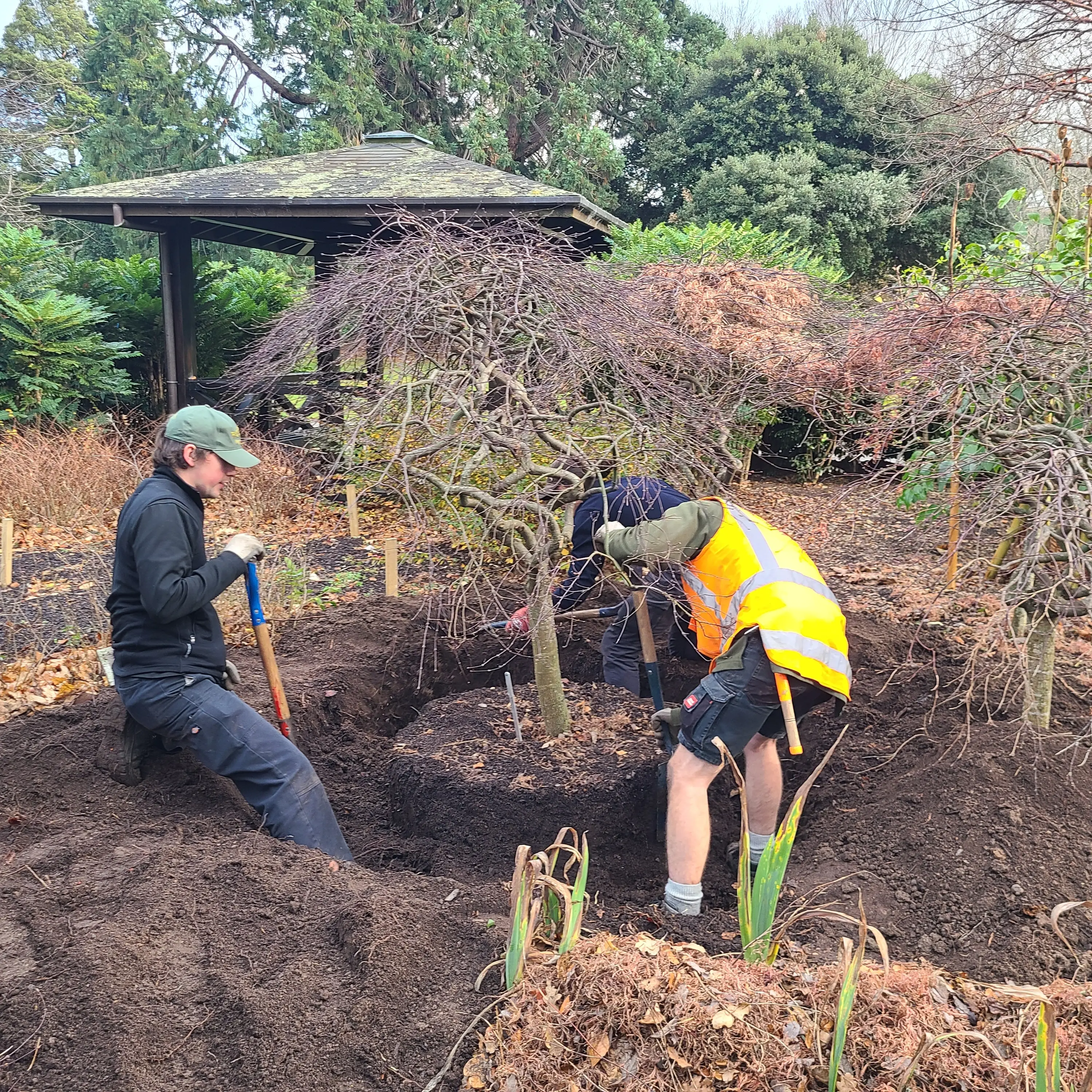 Preparation key for successful transplanting