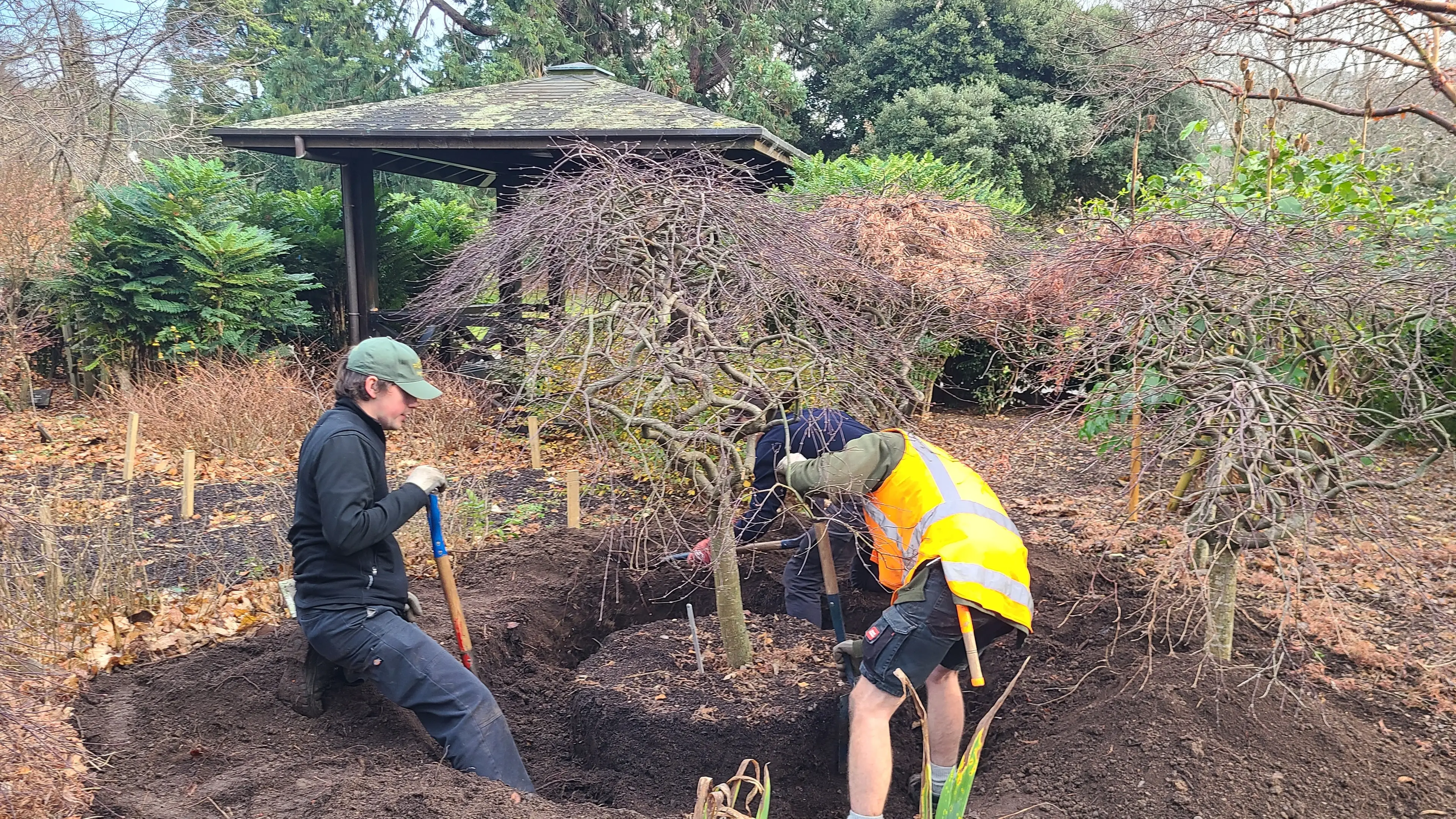 Preparation key for successful transplanting