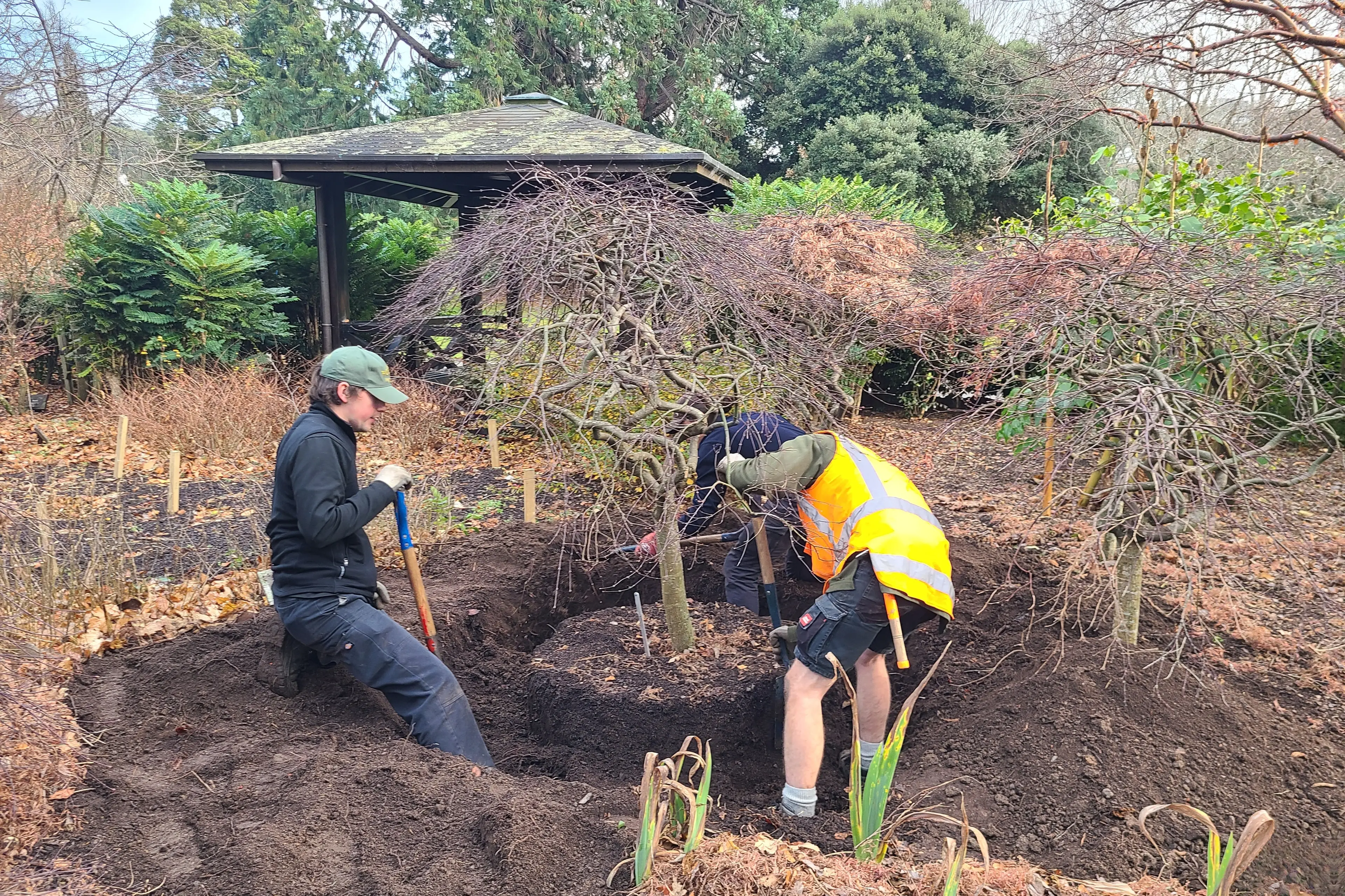 Dunedin Botanic Garden staff complete a transplanting job during winter. Photo: Aaron Whitehead