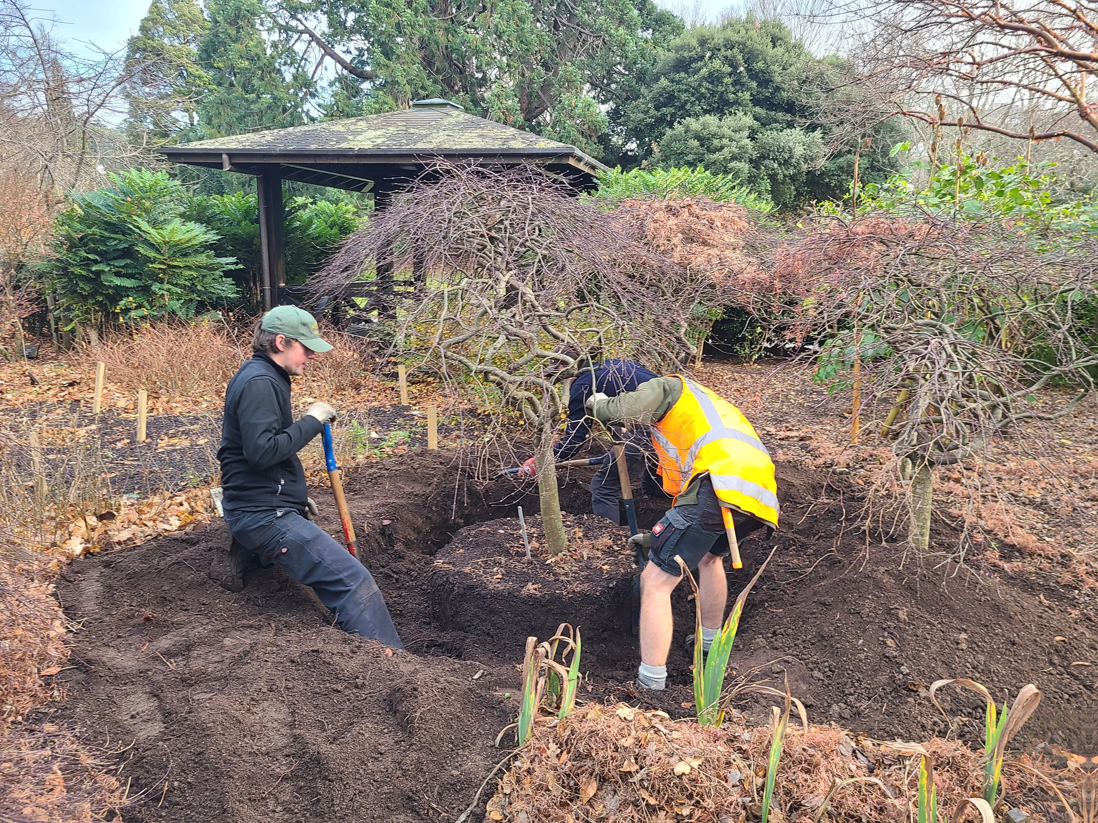 Preparation key for successful transplanting