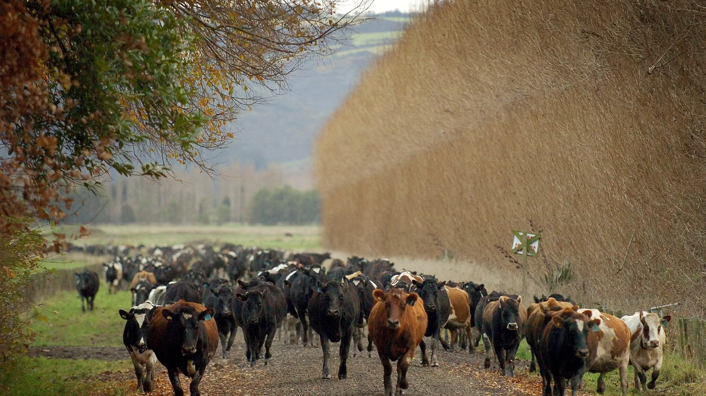 NZ now at risk of missing all climate targets
