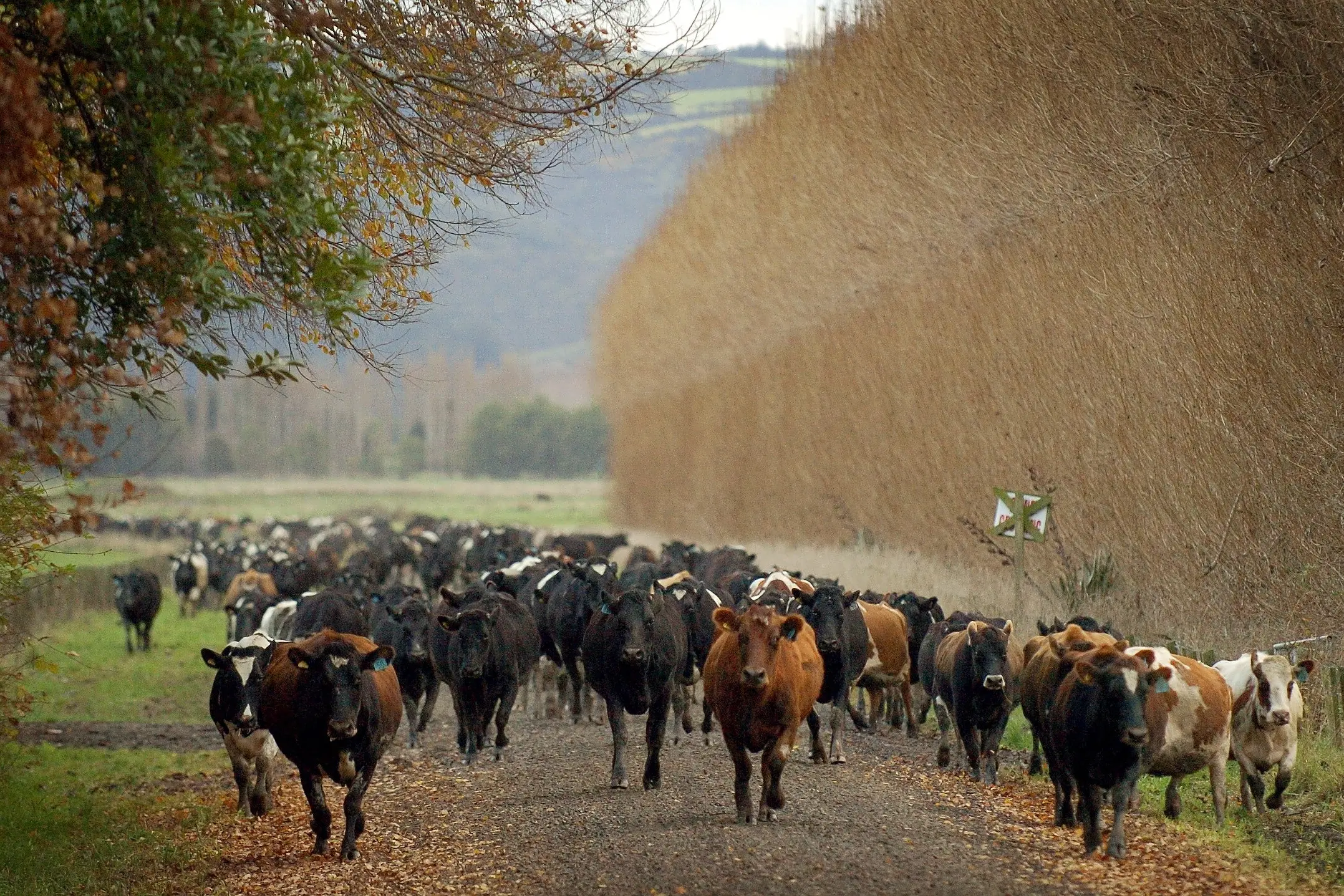 <p>Agricultural emission pricing has been axed, and current government policies and industry incentive schemes are insufficient to bring methane emissions down. Photo: ODT files </p>\\n
