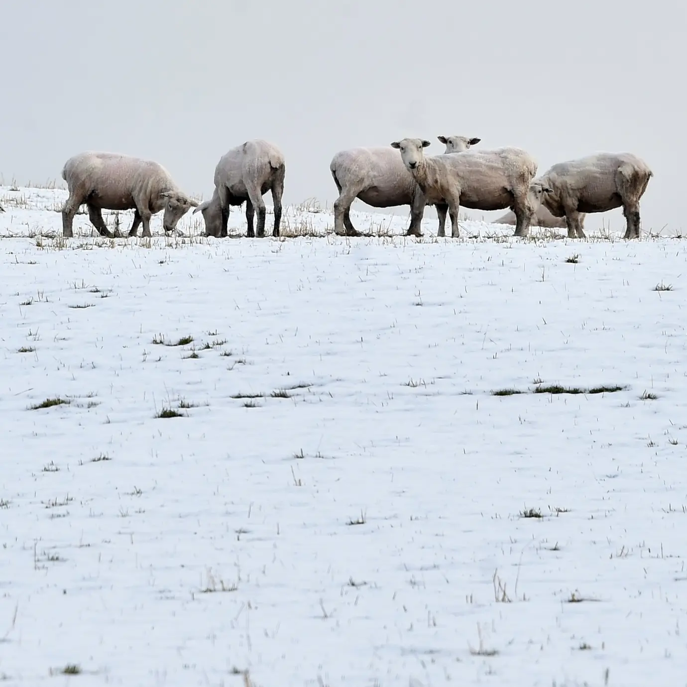 Polar blast to bring snow and temperatures of -7˚C