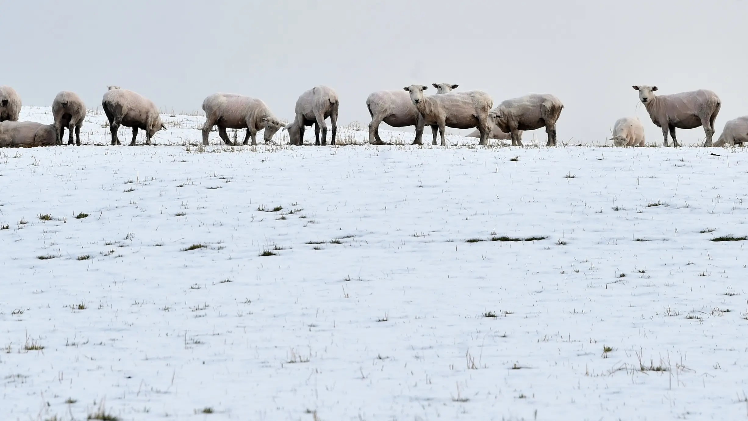 Polar blast to bring snow and temperatures of -7˚C