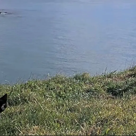 Black cat spotted at albatross colony
