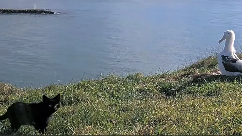 Black cat spotted at albatross colony