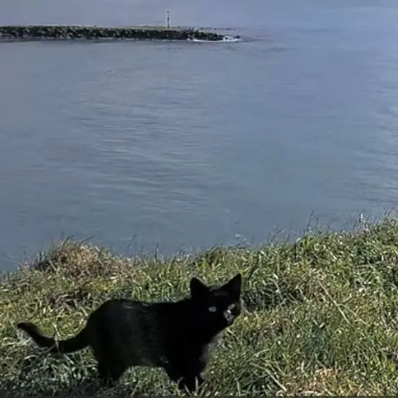 Black cat spotted at albatross colony
