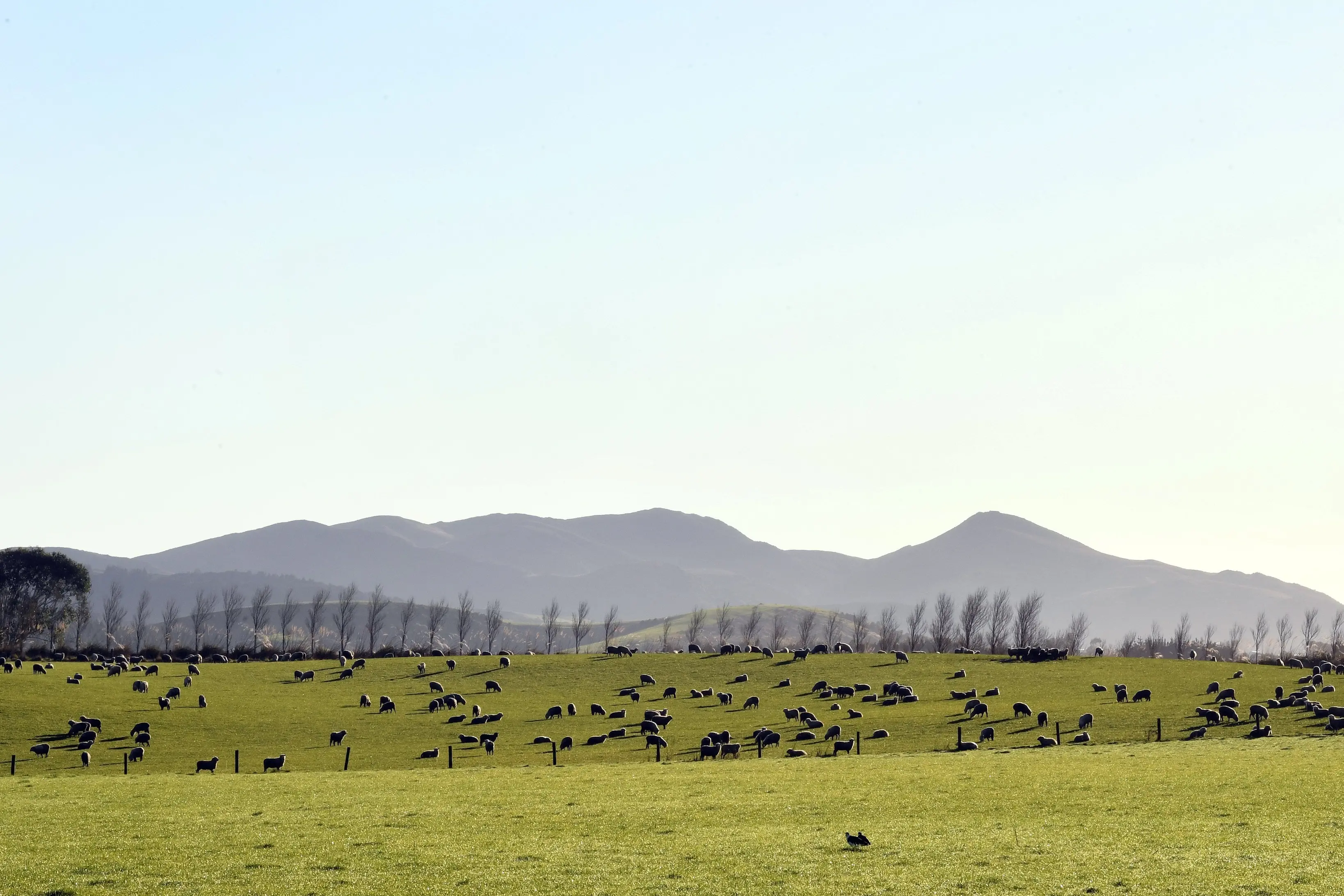 Southland faces two local government reform processes simultaneously \\u2014 one through the Local Government Commission and another through the government\\'s Head Start process.