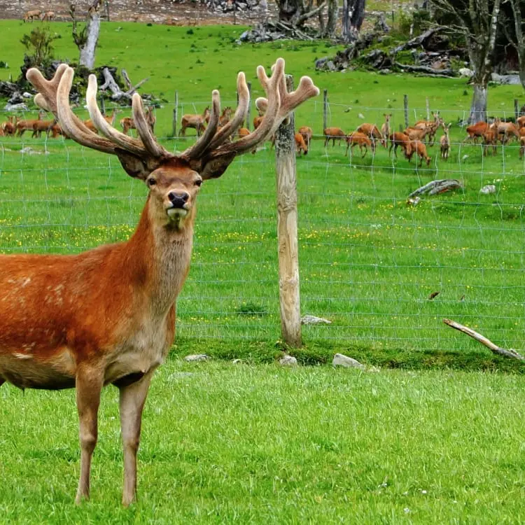 'Most organic meat in the world': Councillor suggests harvesting pest animals