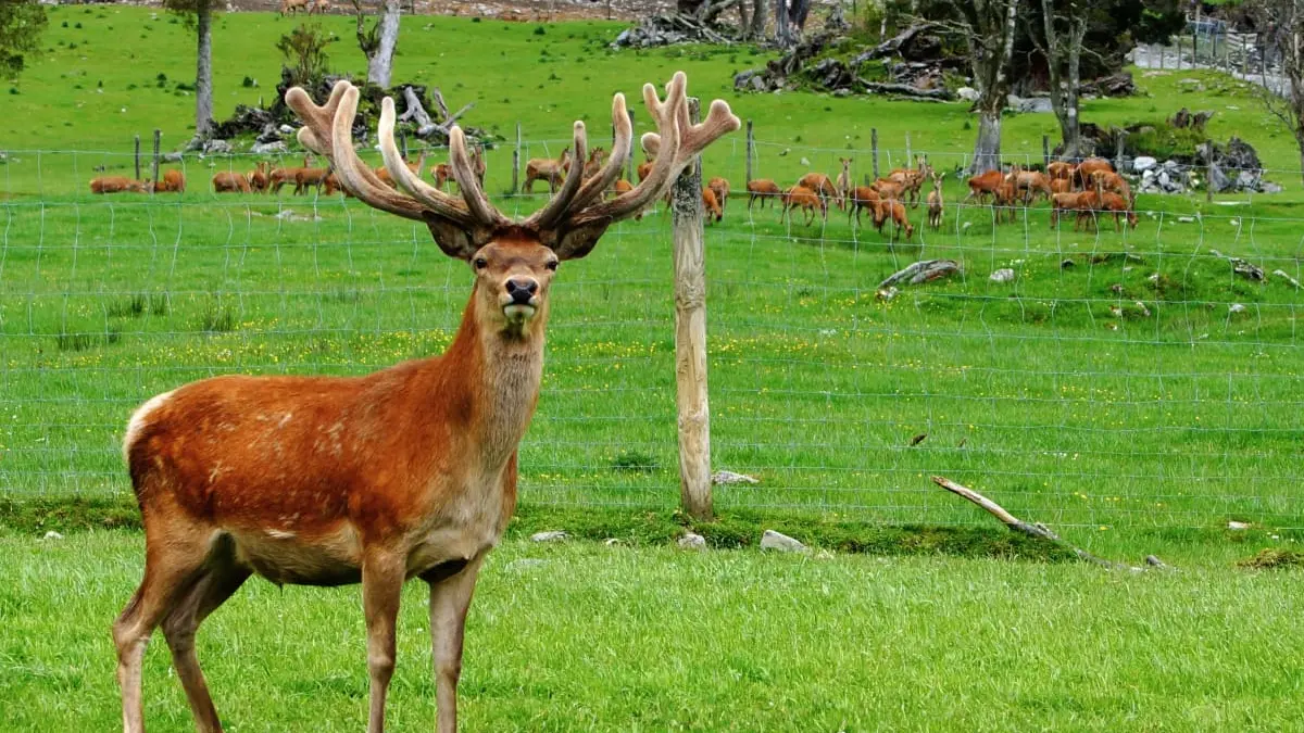 'Most organic meat in the world': Councillor suggests harvesting pest animals