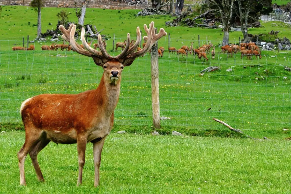 'Most organic meat in the world': Councillor suggests harvesting pest animals