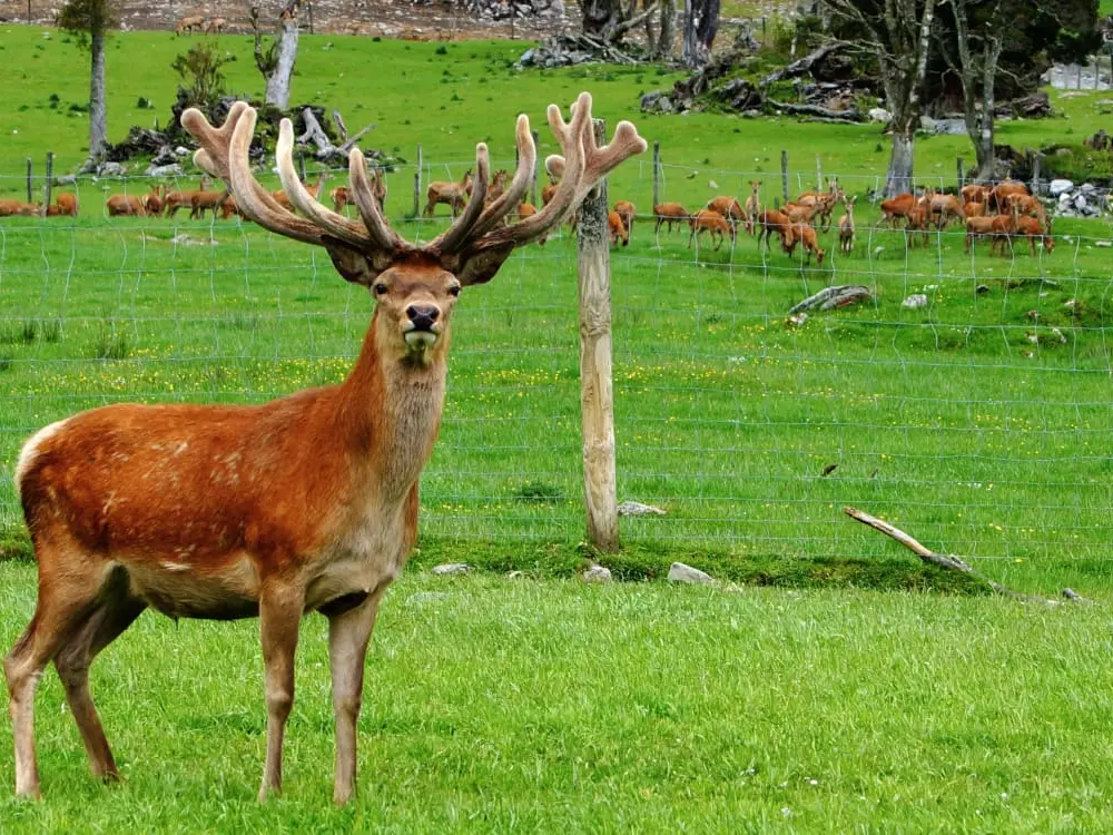 'Most organic meat in the world': Councillor suggests harvesting pest animals