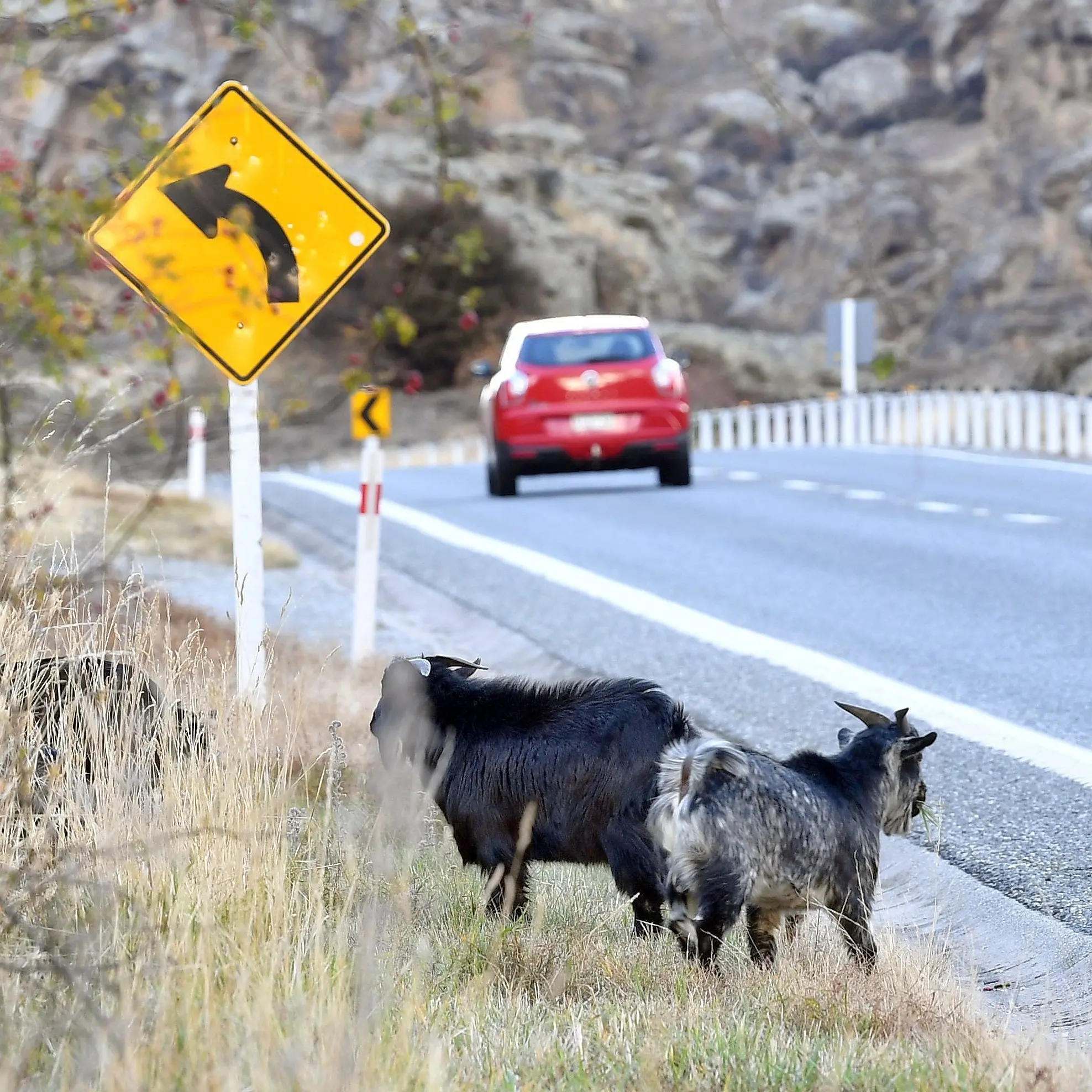 Goats got: Cromwell cull tally 225