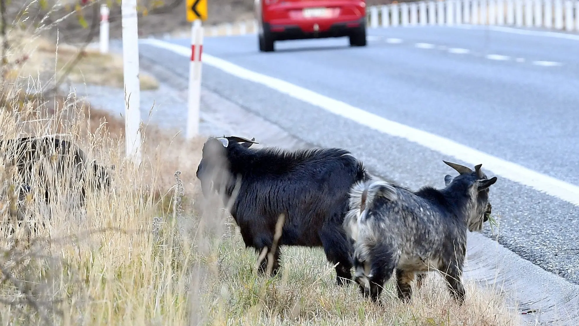 Goats got: Cromwell cull tally 225