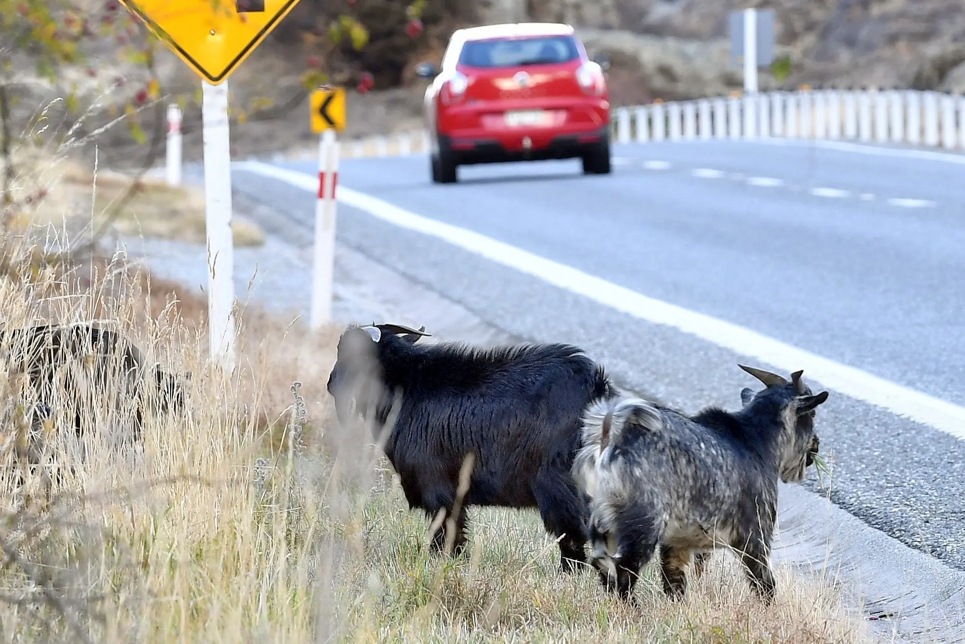 Goats got: Cromwell cull tally 225
