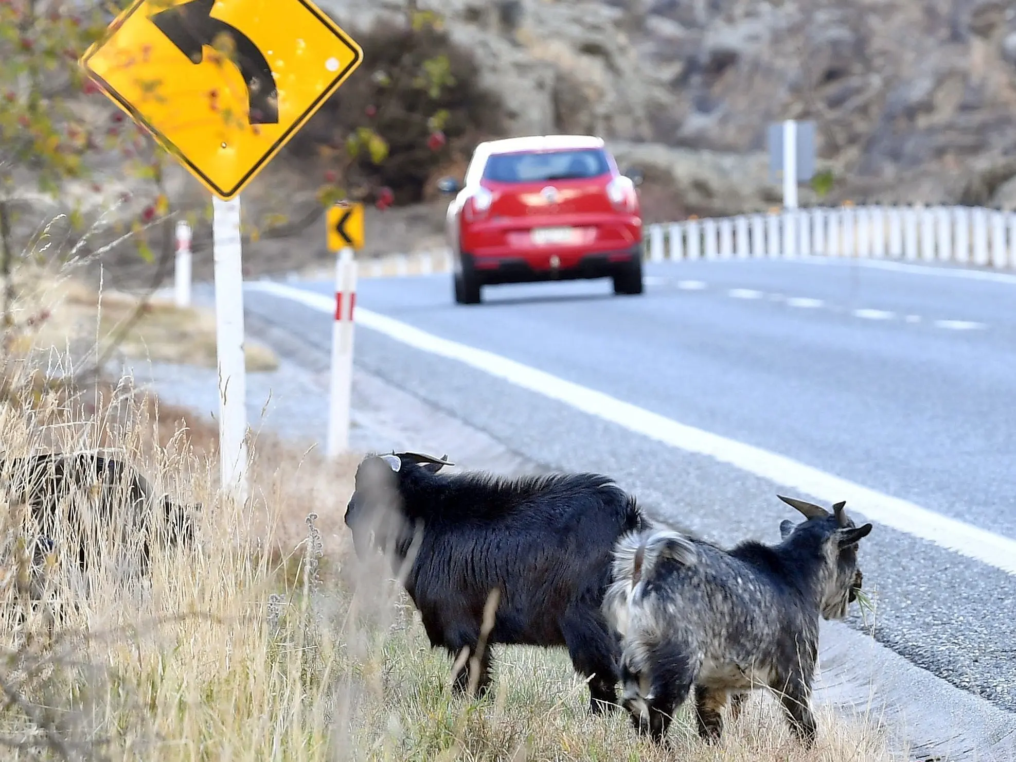 Goats got: Cromwell cull tally 225