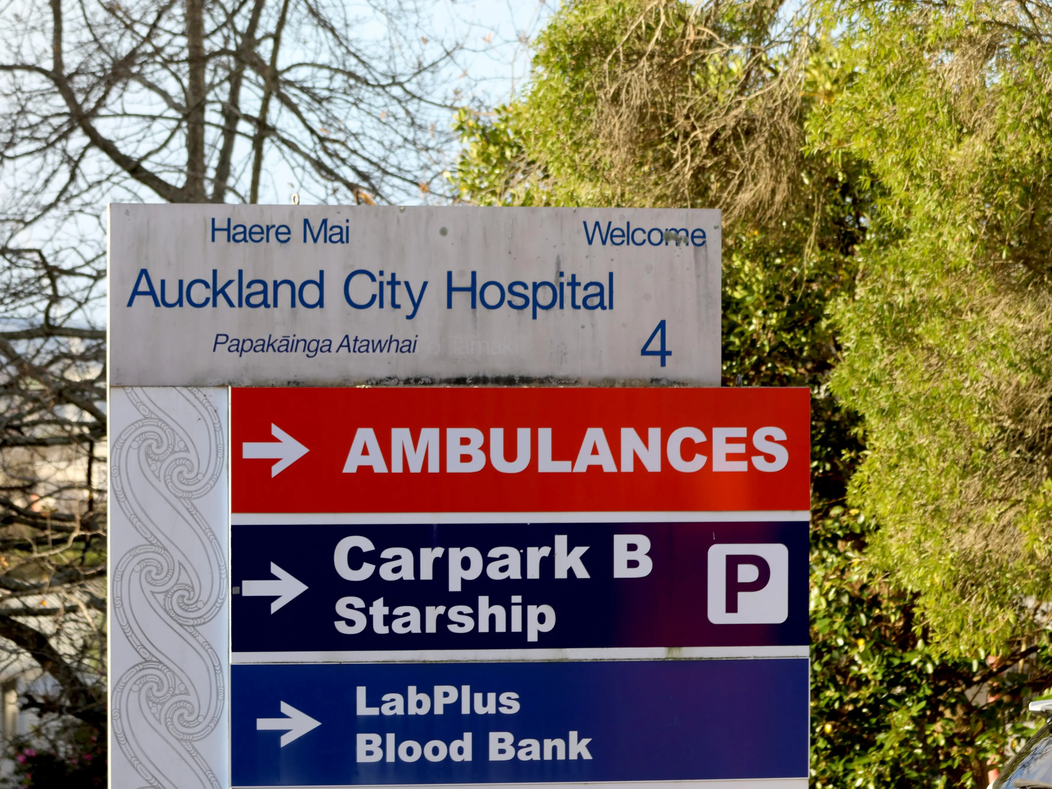 Patient falls trying to kill cockroaches at Auckland Hospital as fleas hit wards